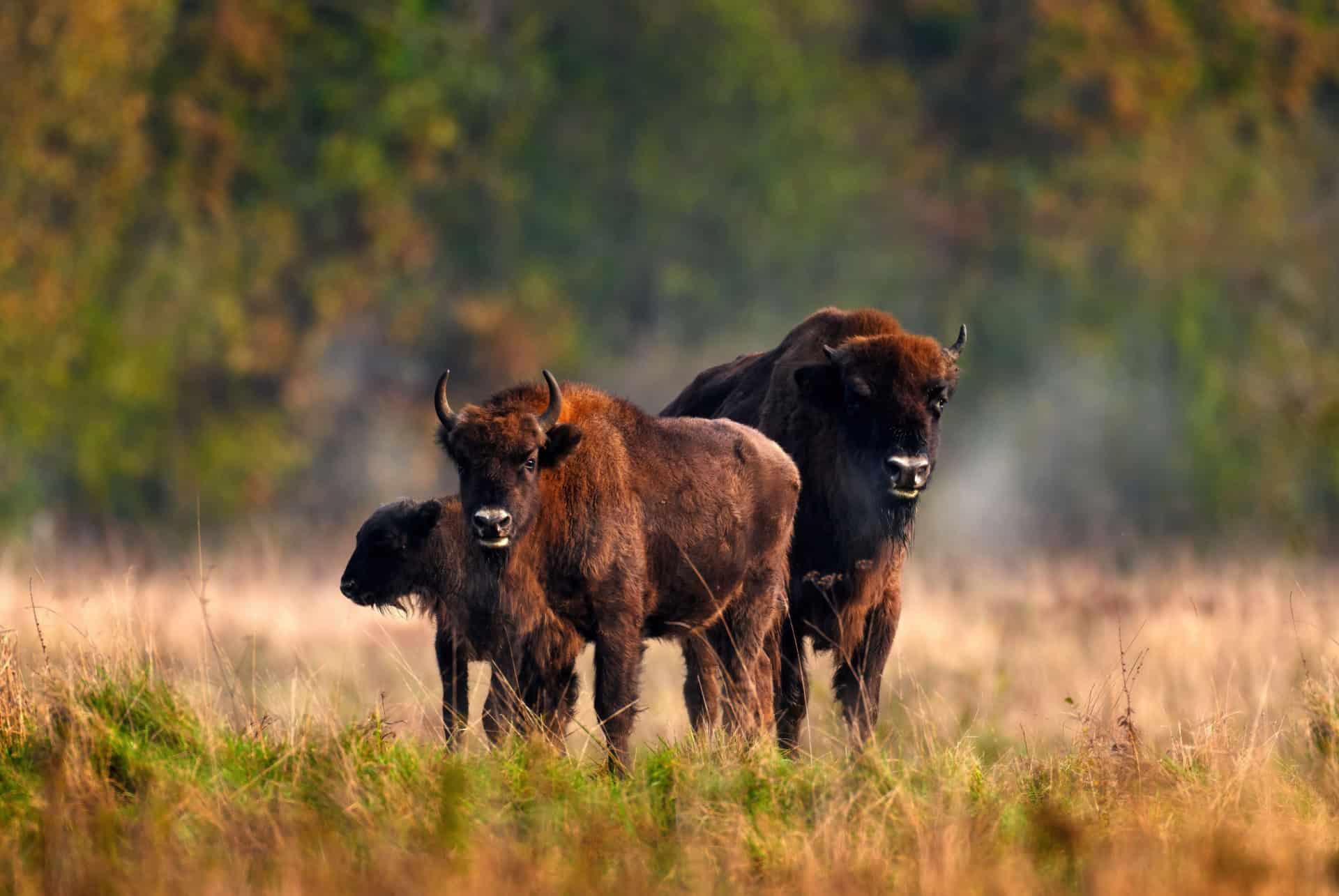 bialowieza national park