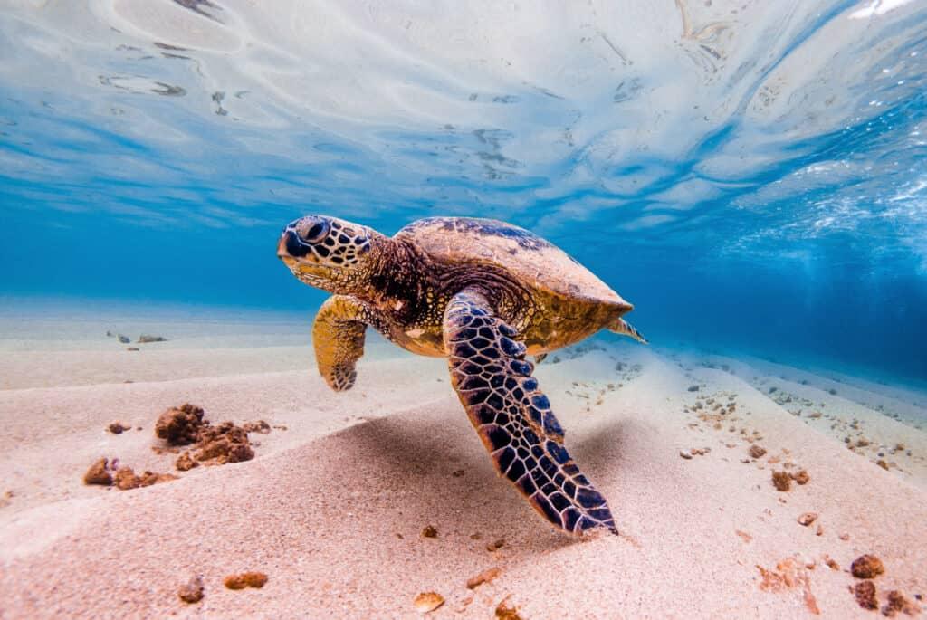 sea turtle