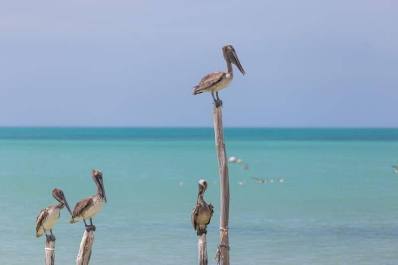 Holbox, island, Mexico, Yucatan