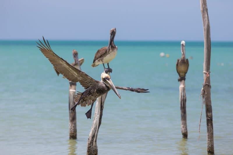 Holbox, island, Mexico, Yucatan