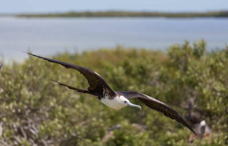 Holbox, island, Mexico, Yucatan