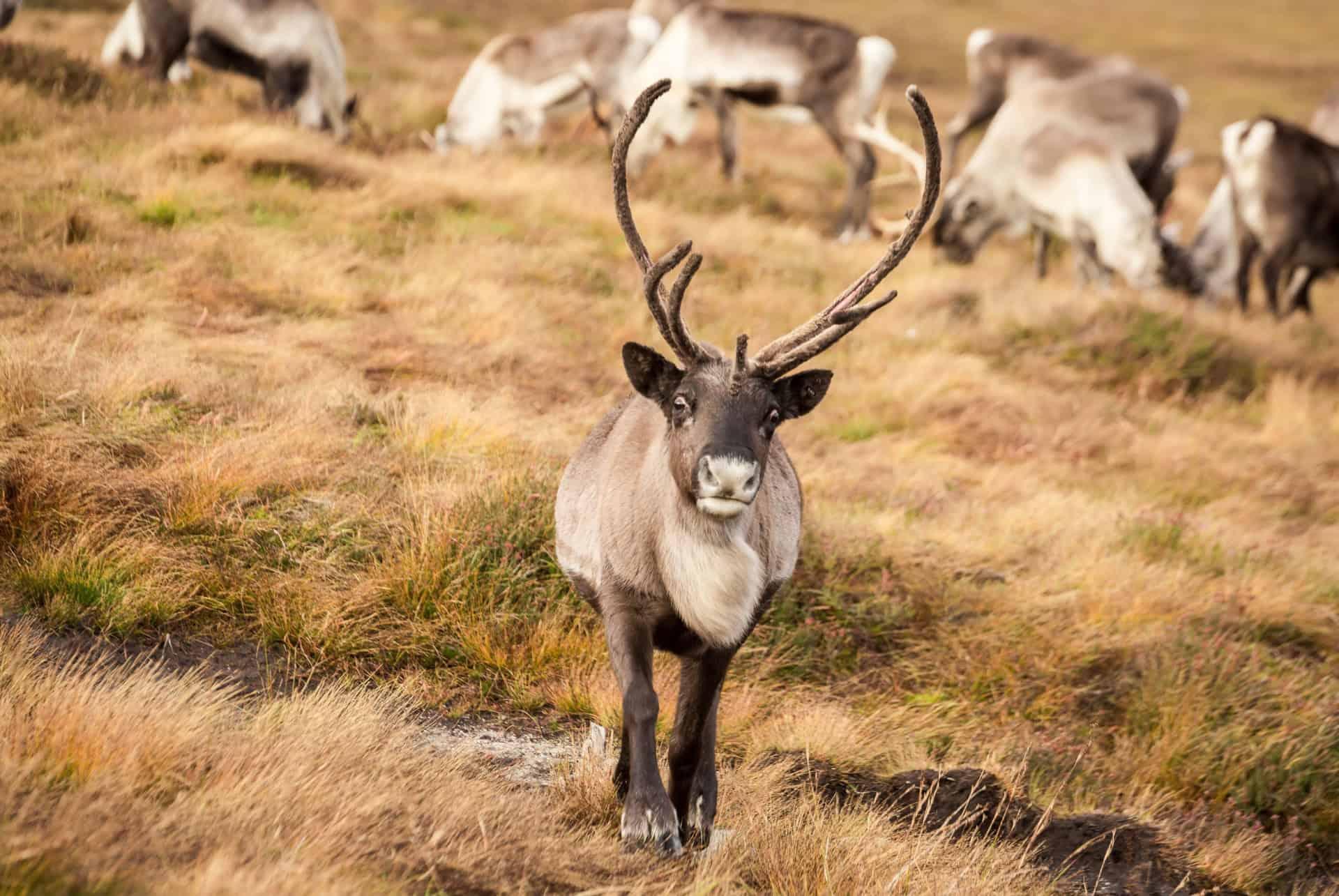 reindeer herd in Cairngorms National Park