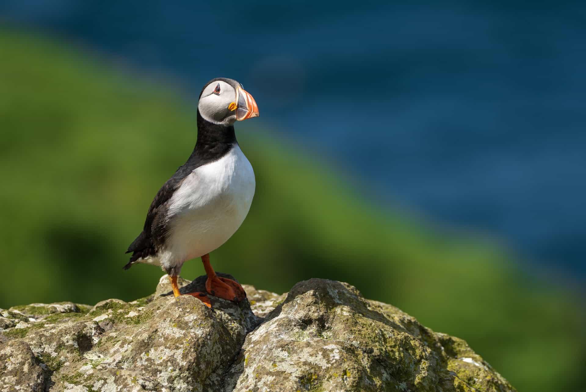 Puffins on Staffa Island