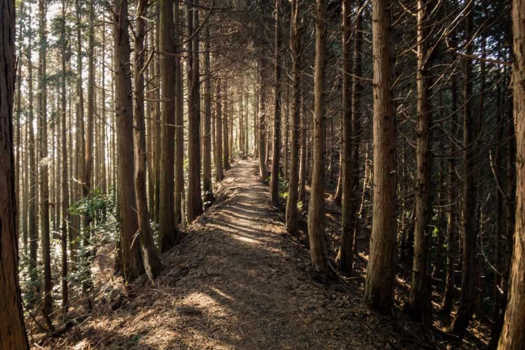 Shikoku, pilgrimage, pilgrim, family, baby, Japan, travel, henro, ohenro, woods, tree, forest, path, trail
