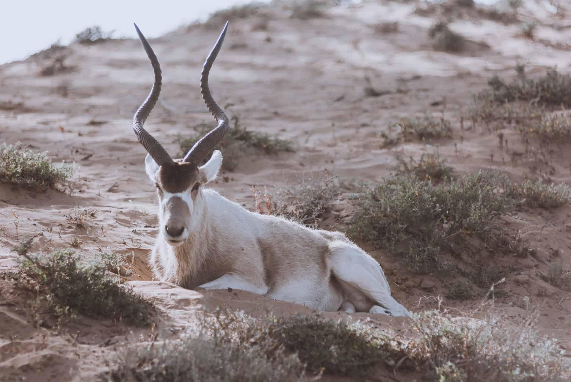 white antelope at Souss Massa park