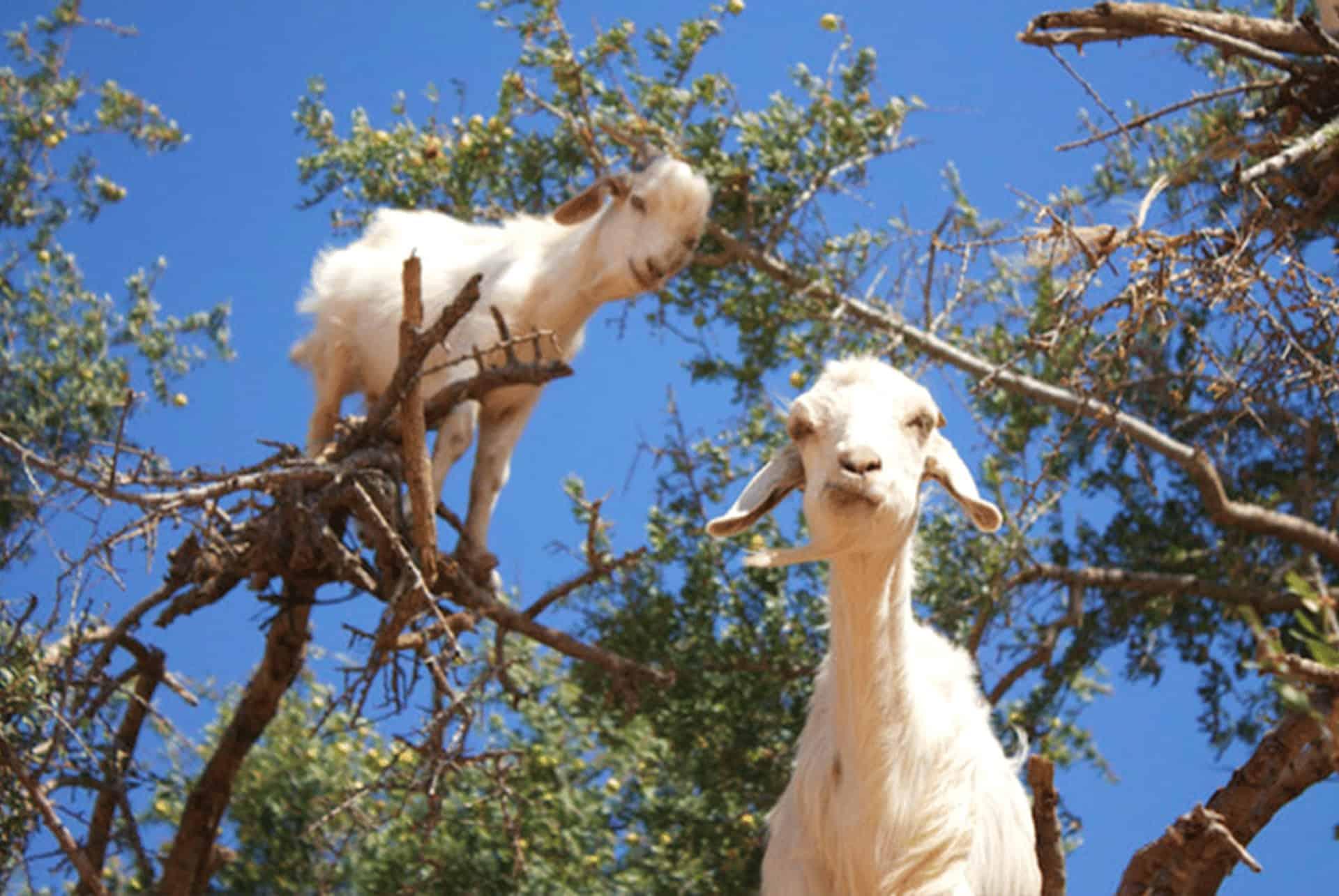 climbing goats in Agadir