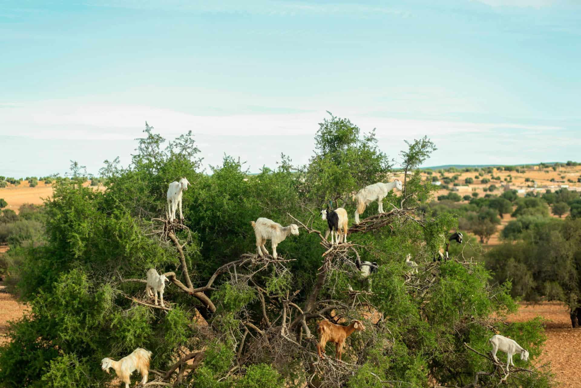 goats climbing trees in Agadir