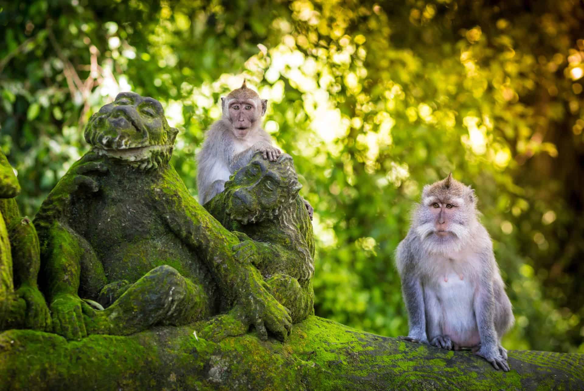Ubud Monkey Forest