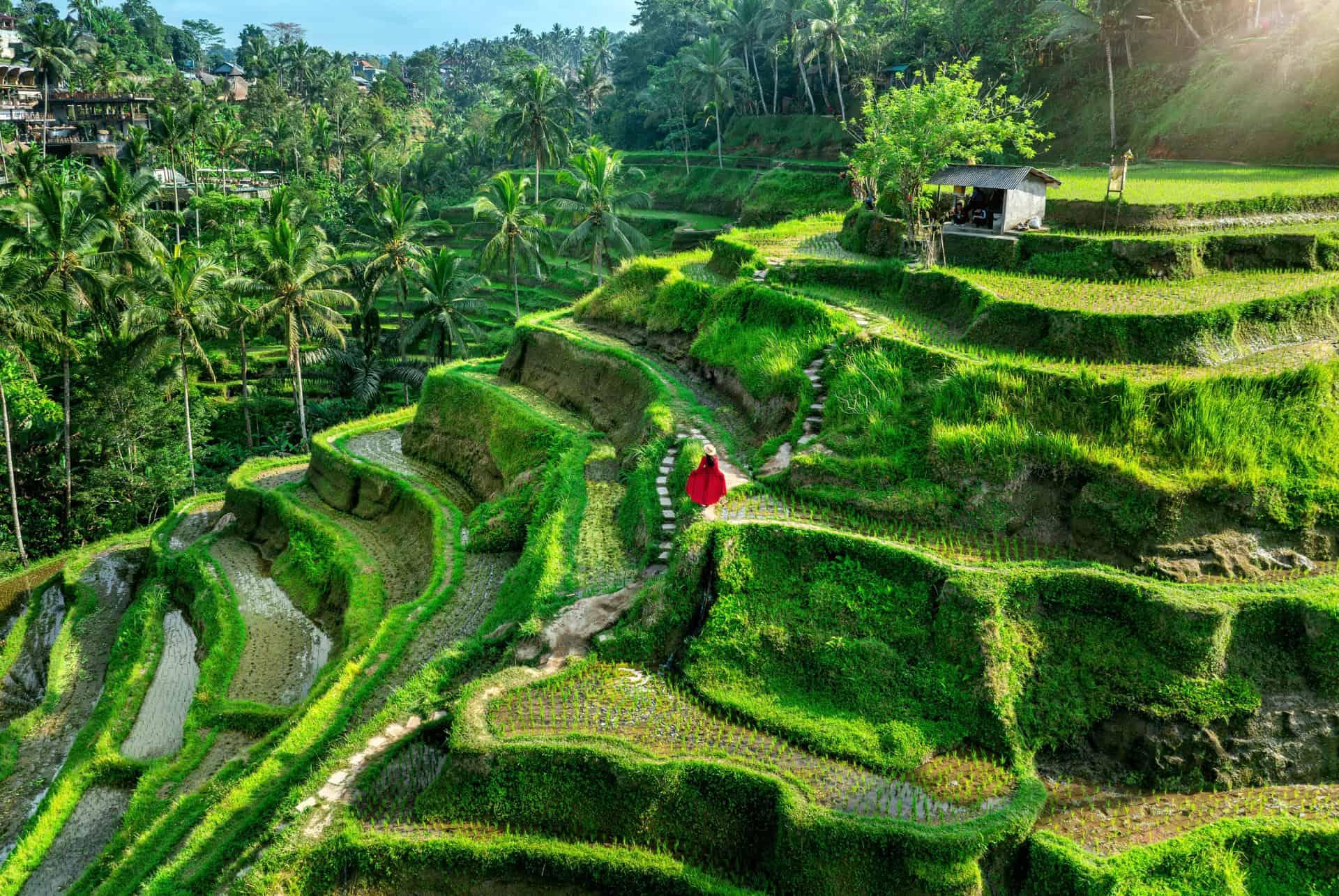 Tegallalang rice fields Ubud