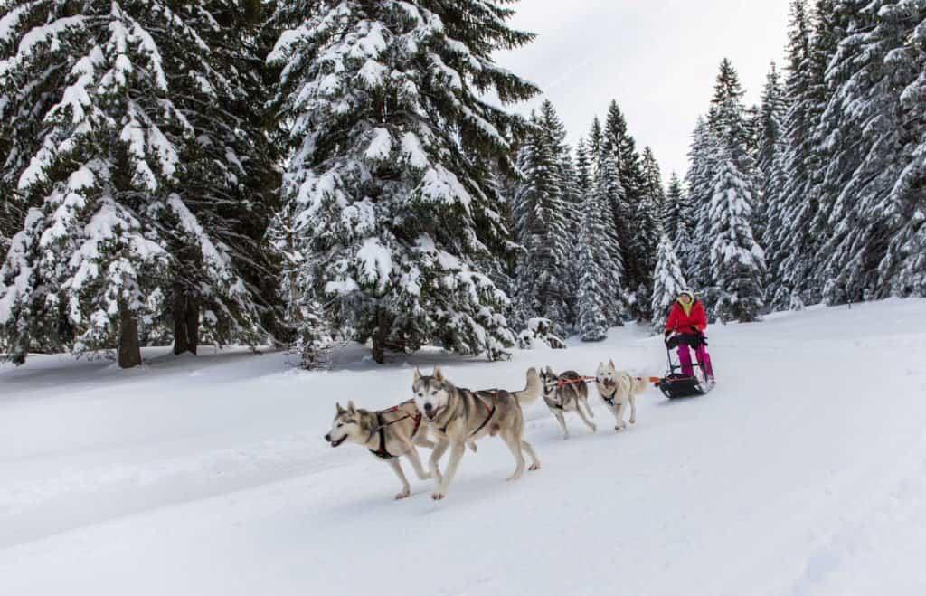 dog, sled, Jura Mountains, Jura, France