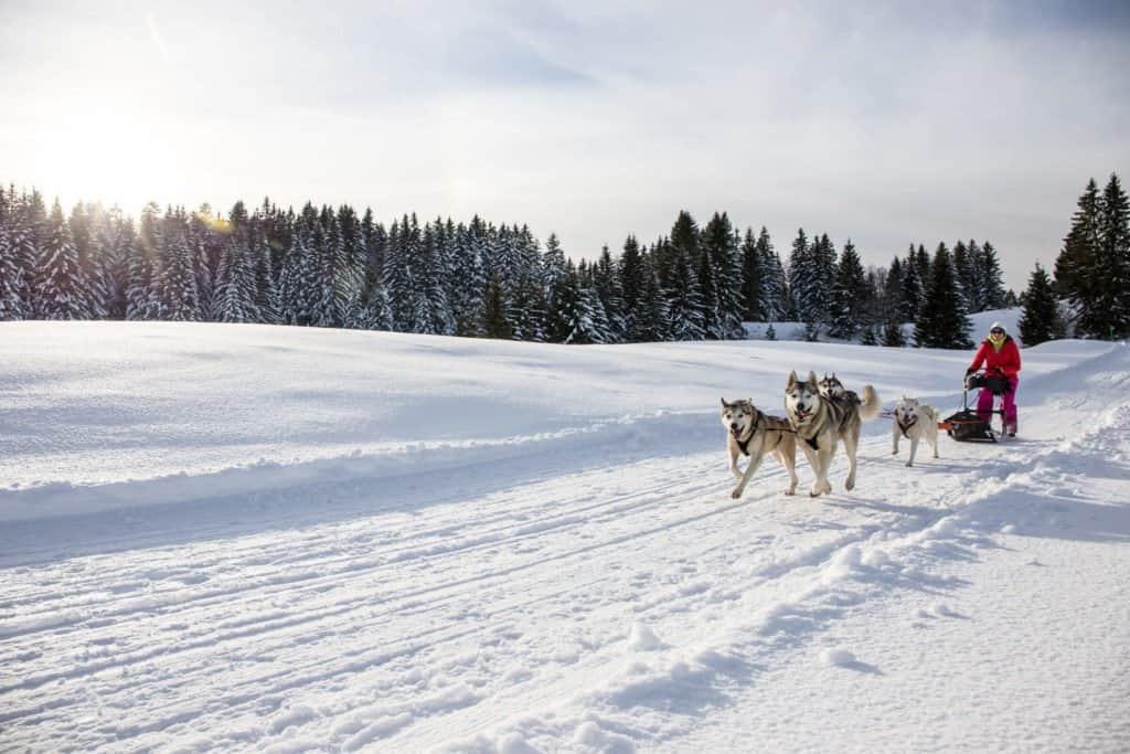 dog, sled, Jura Mountains, Jura, France
