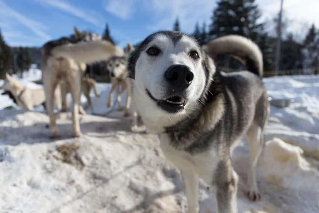 dog, sled, Jura Mountains, Jura, France