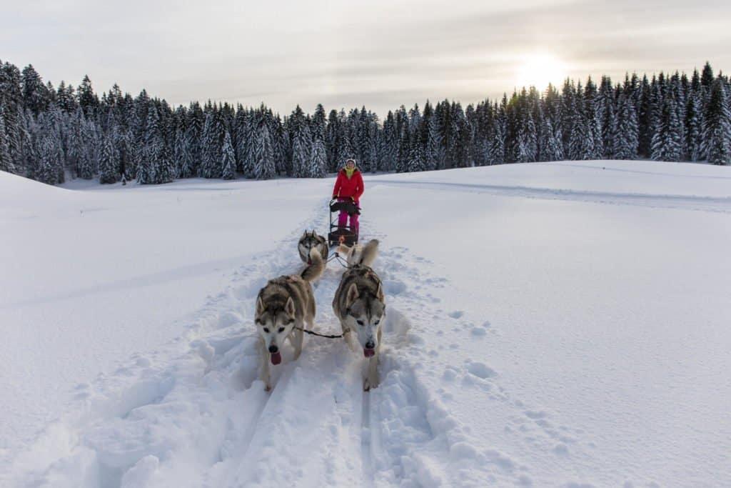 dog, sled, Jura Mountains, Jura, France