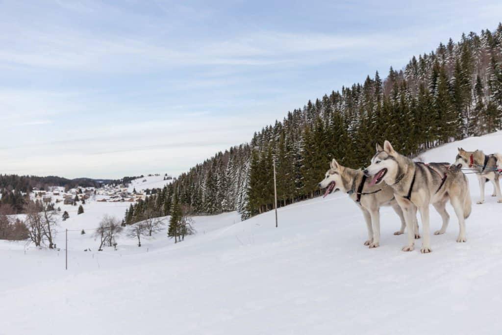dog, sled, Jura Mountains, Jura, France