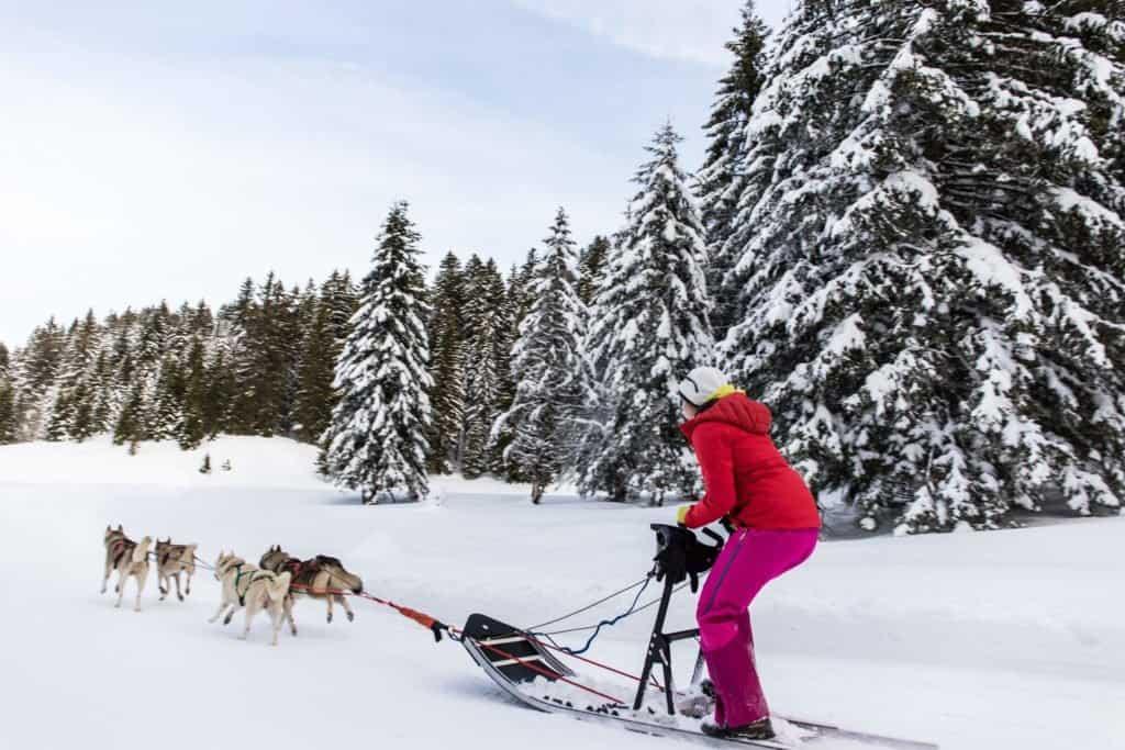 dog, sled, Jura Mountains, Jura, France