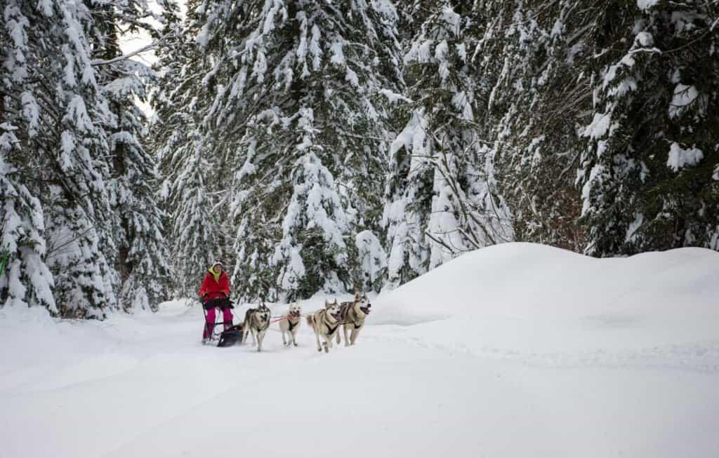 dog, sled, Jura Mountains, Jura, France