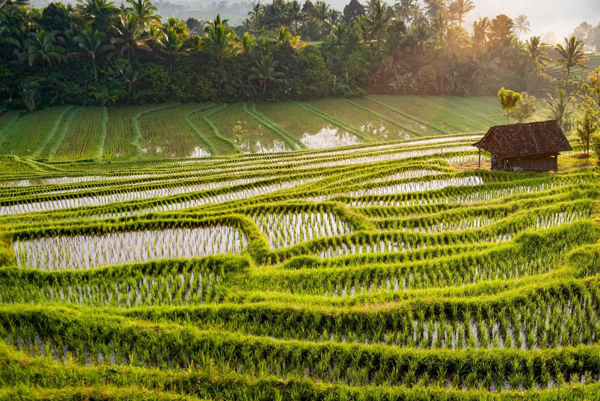 Belimbing rice terraces