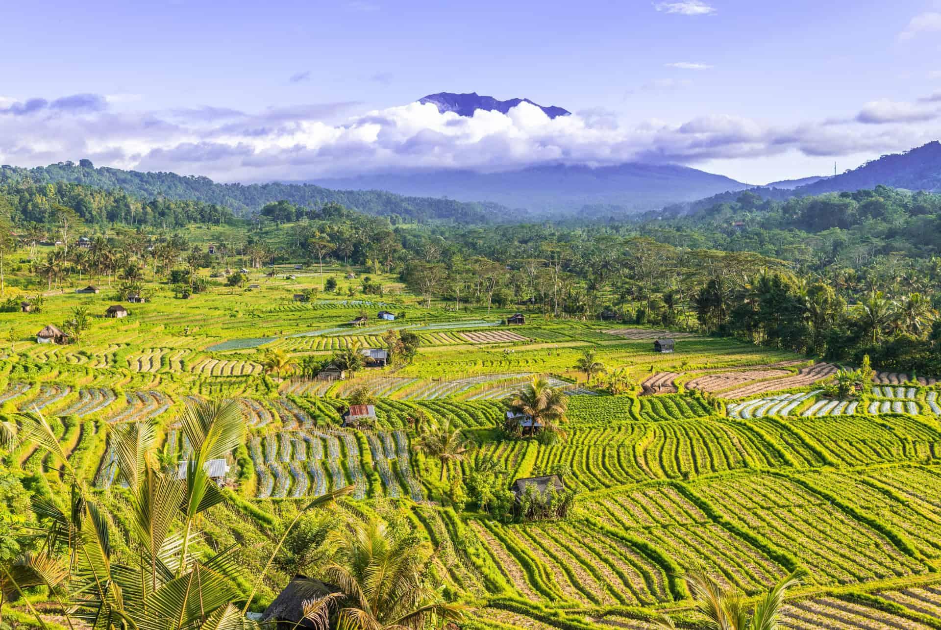 Sidemen rice terraces