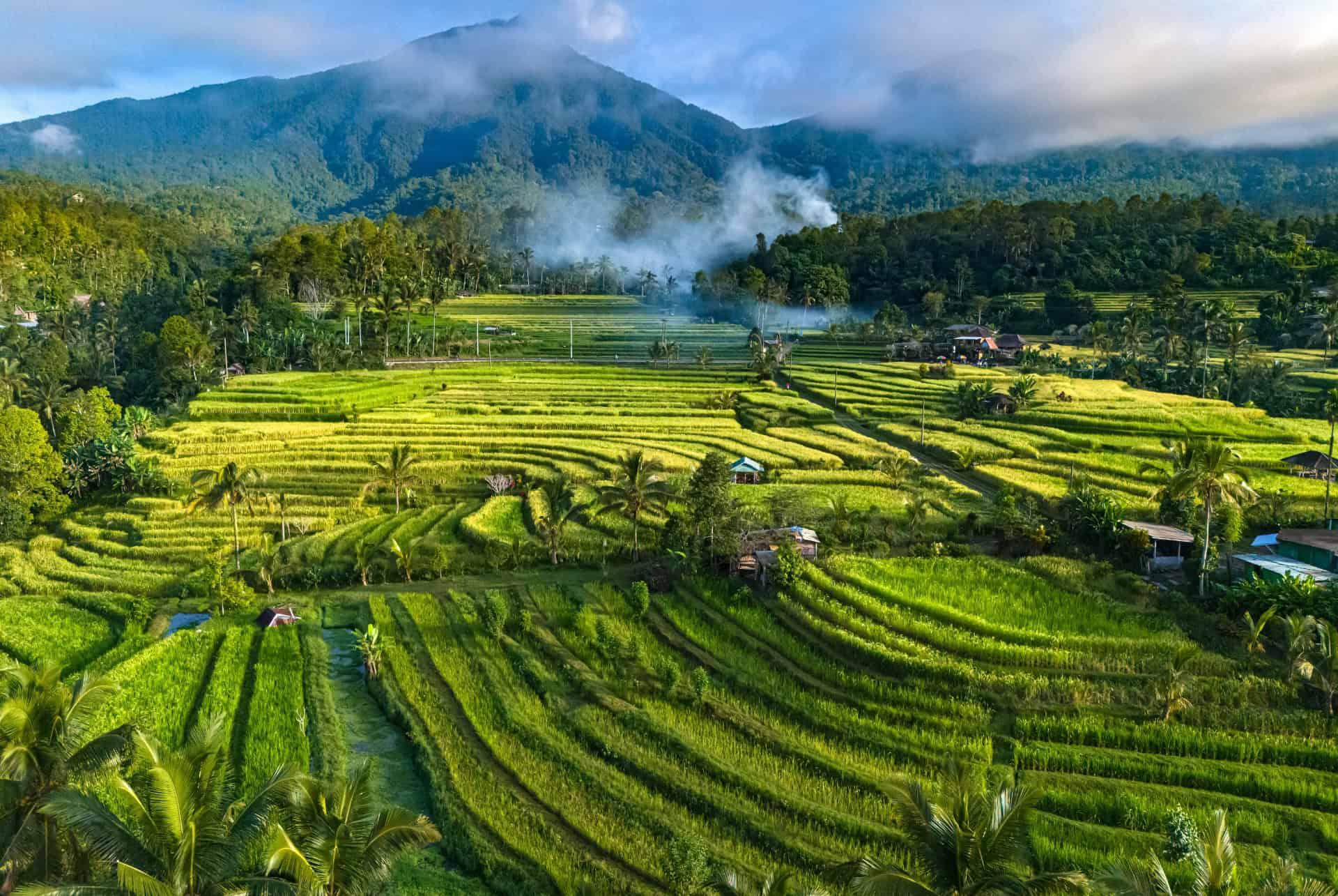 Jatiluwih rice terraces
