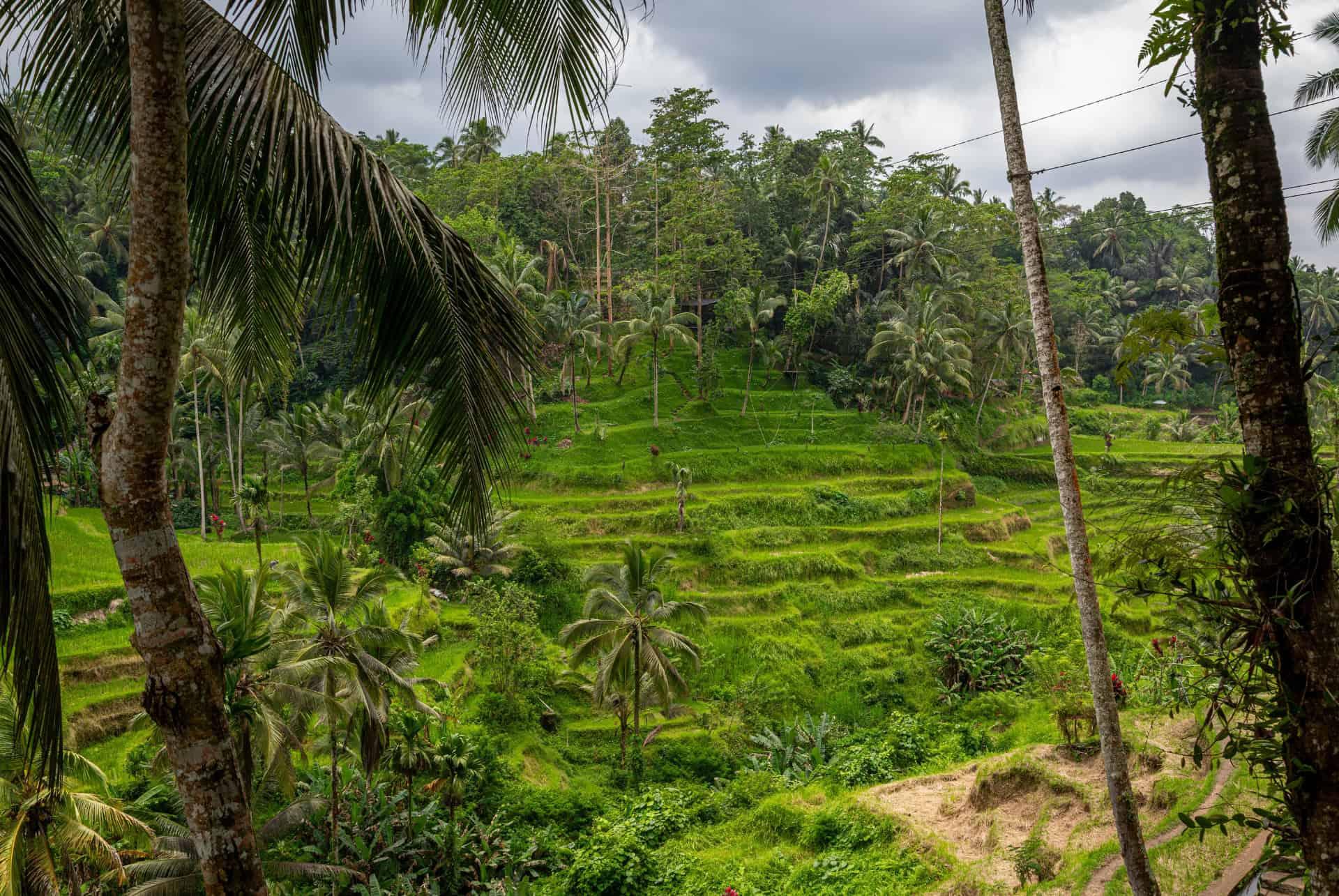 Tegallalang rice terraces