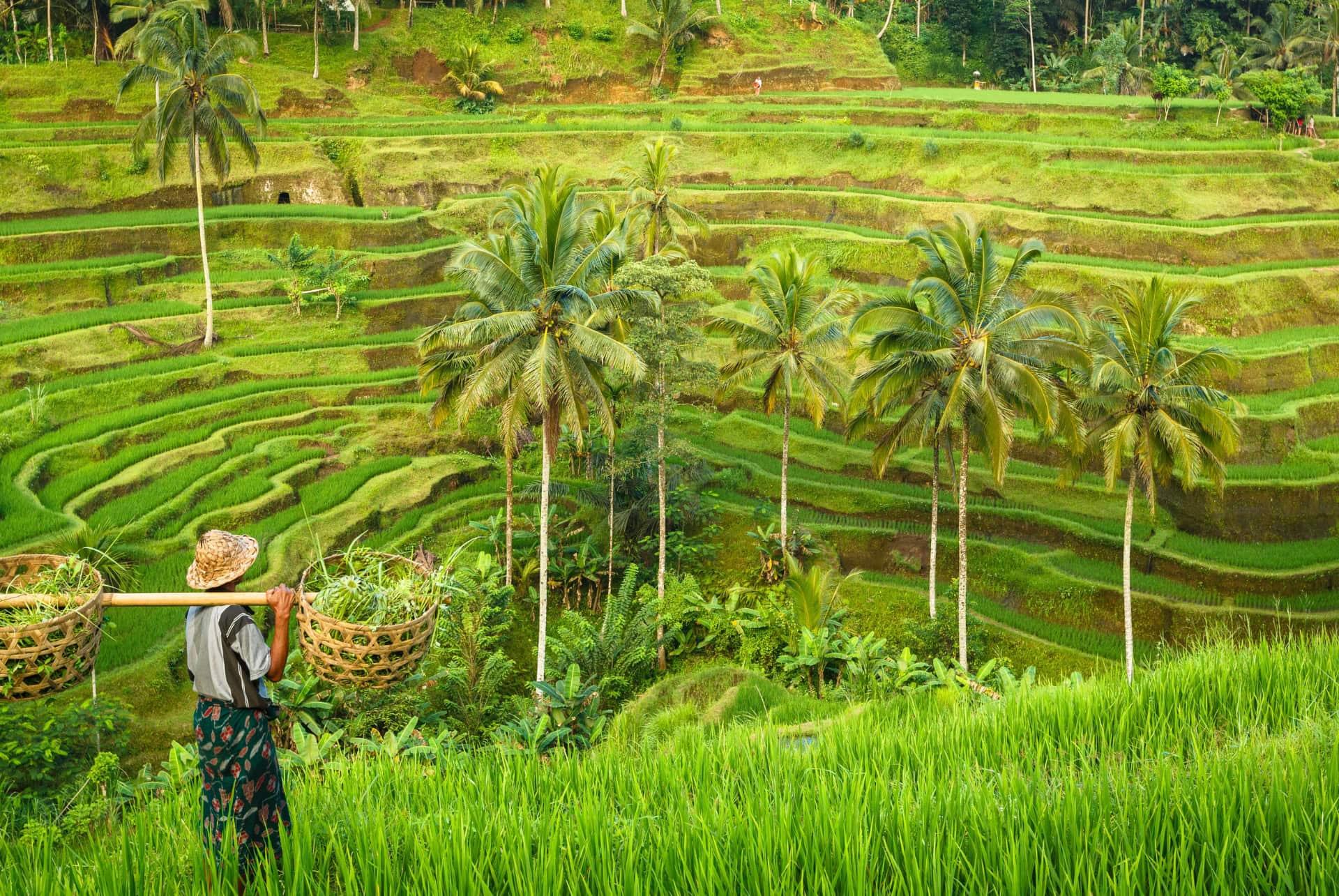 rice terraces in Bali