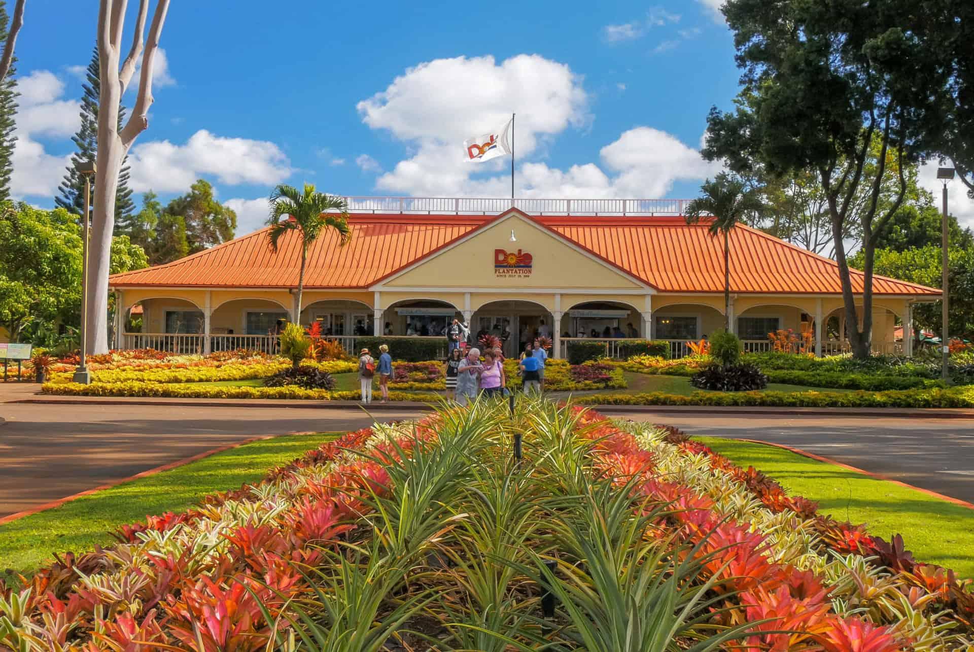 Dole pineapple plantation