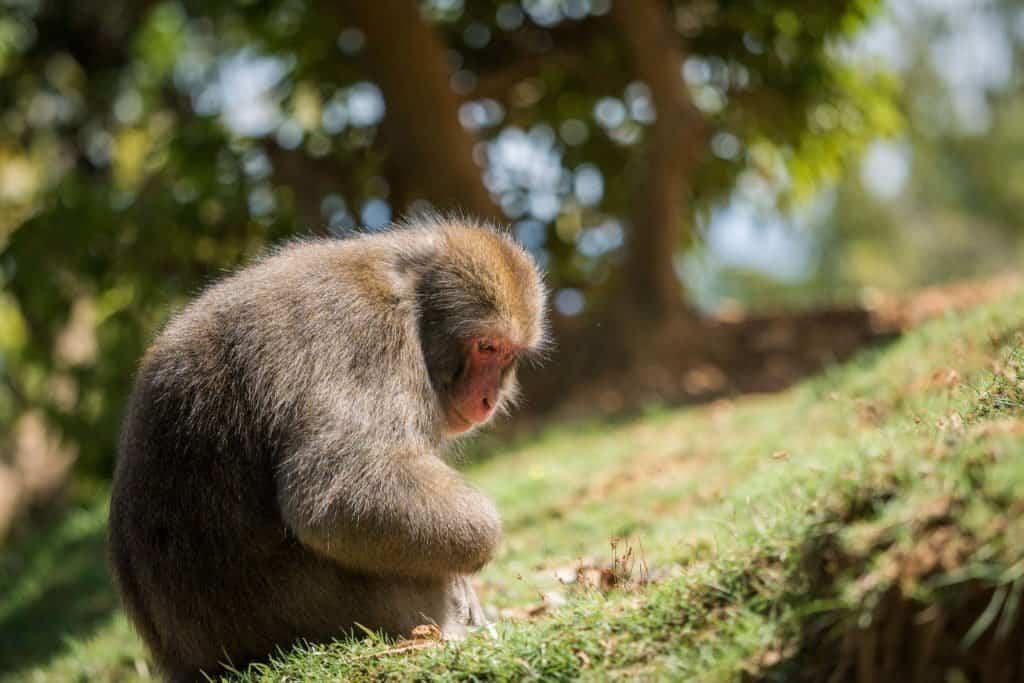 Japan, travel, Arashiyama, Kyoto, bamboo, monkey, macaque, Iwatayama