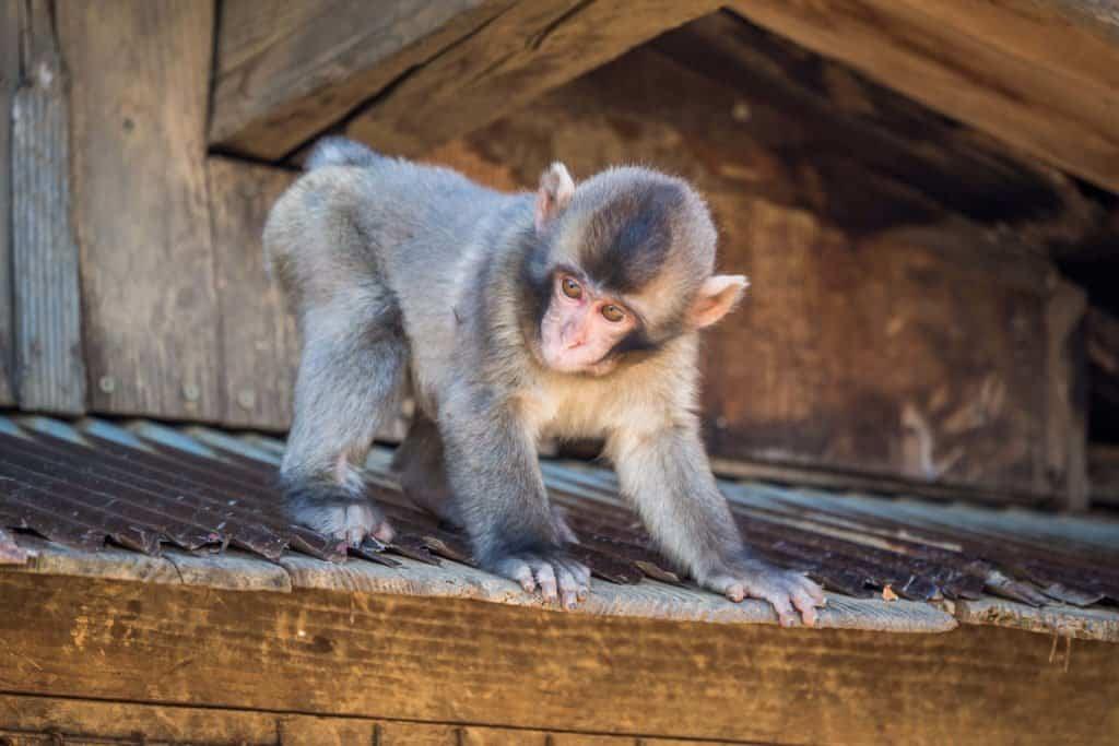 Japan, travel, Arashiyama, Kyoto, bamboo, monkey, macaque, Iwatayama
