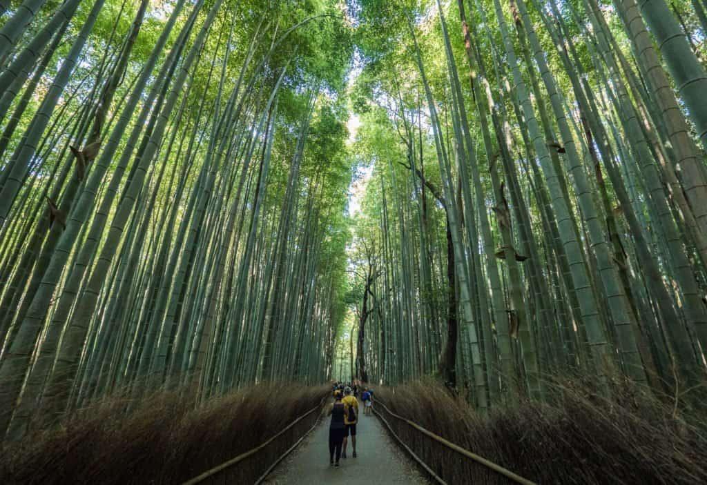 Japan, travel, Arashiyama, Kyoto, bamboo, monkey, macaque, Iwatayama