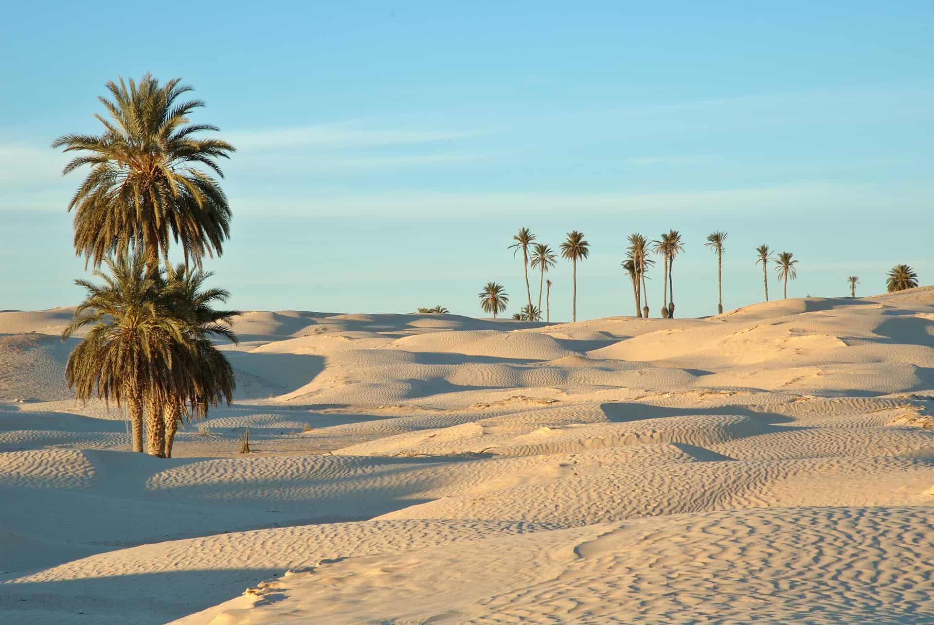 oasis of douz