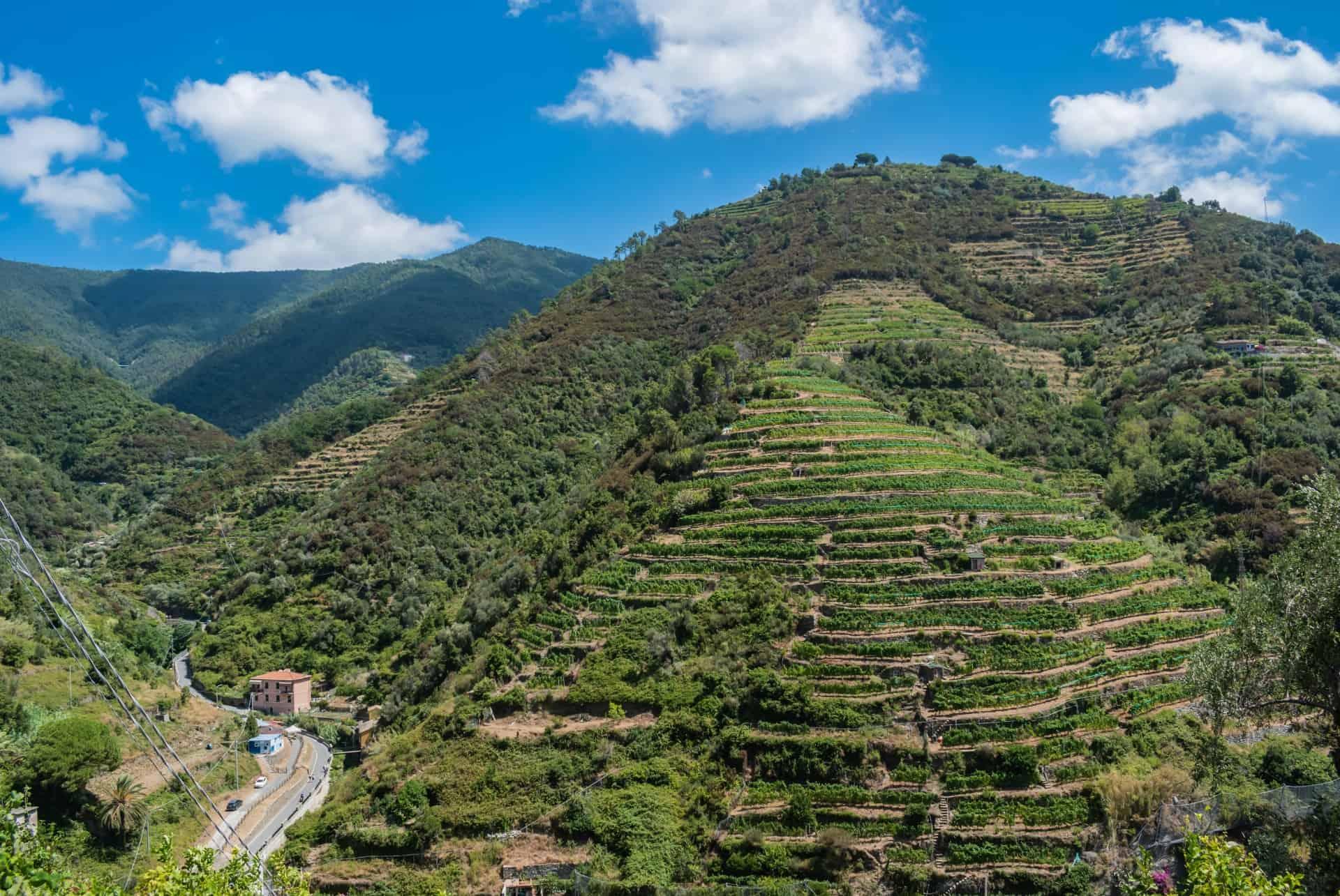 Vernazza vineyards