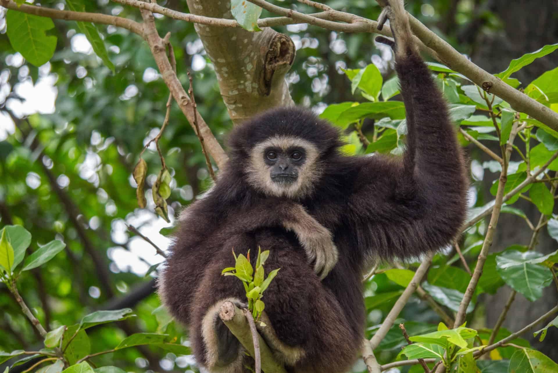 bokeo reserve