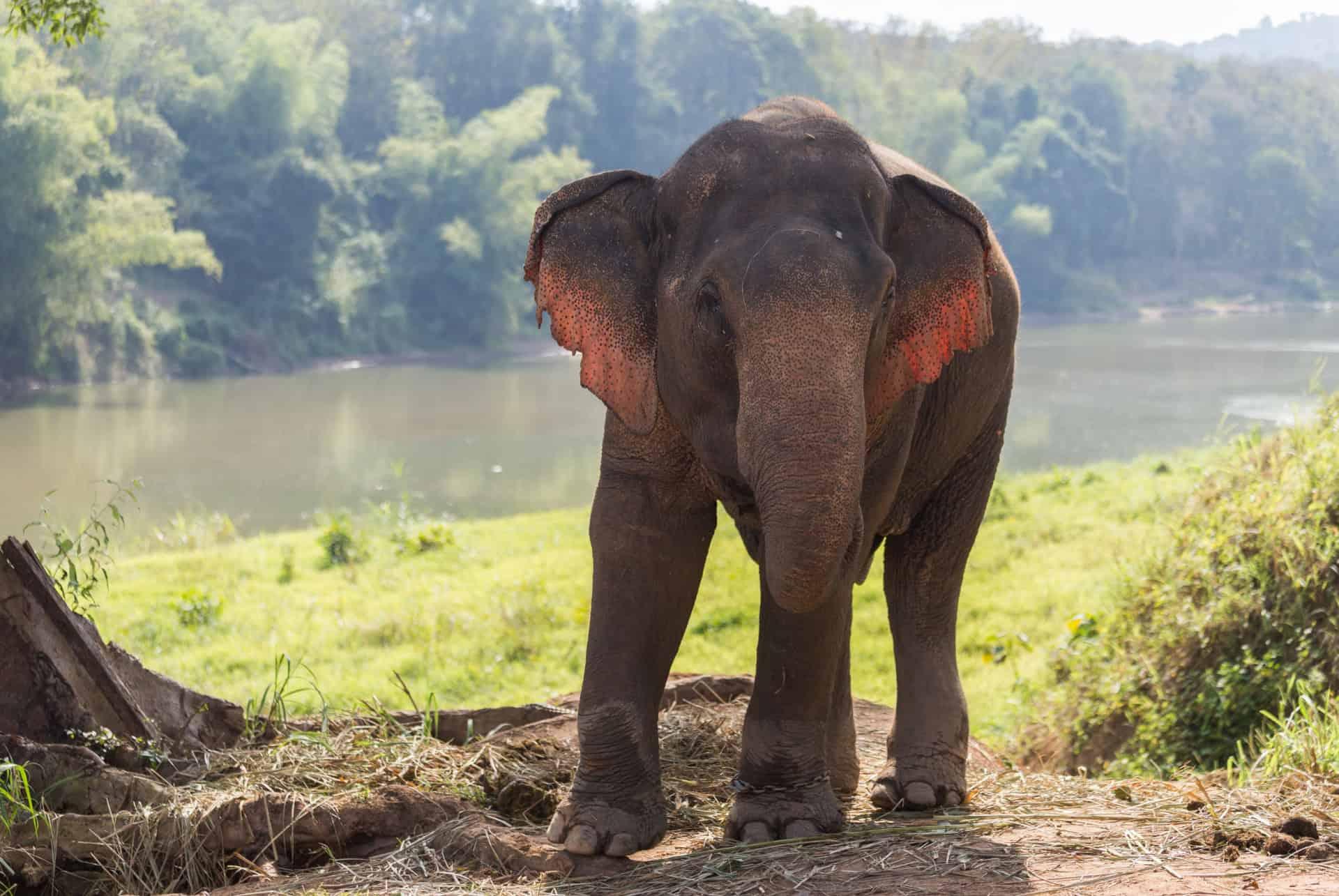 elephant sanctuary