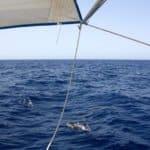 Dolphins playing with the boat, Sicily