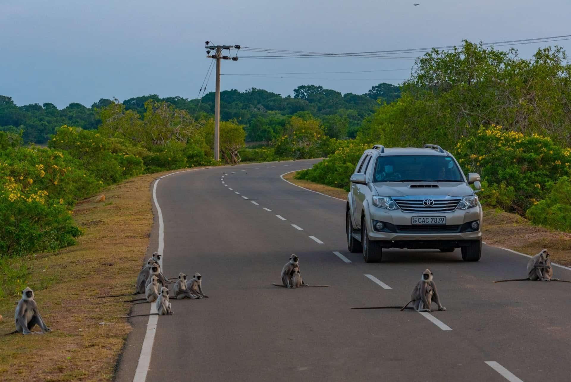 animals Yala national park