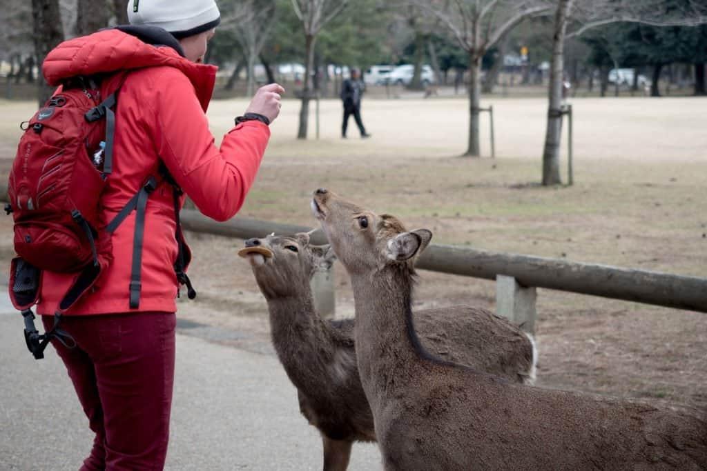 Japan, Nara, deer, temple, Kyoto