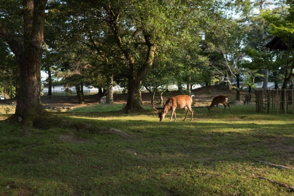 Japan, Nara, deer, temple, Kyoto