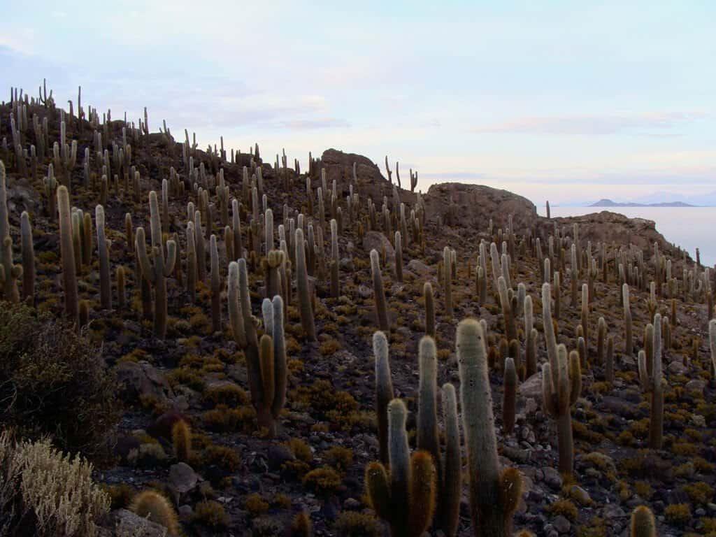 Incahuasi, coral island, Uyuni, Bolivia