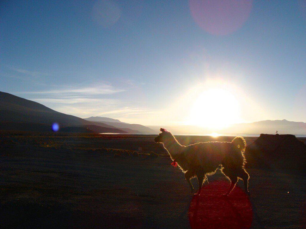 Llama, sunrise, Uyuni, Bolivia
