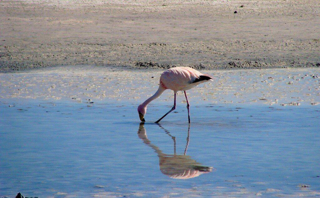 Flamingo, lagoon, Uyuni Bolivia