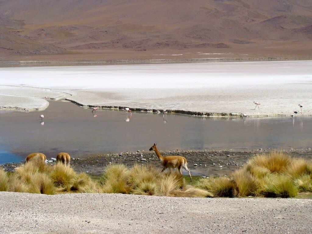 Vicuña, lagoon, Uyuni, Bolivia