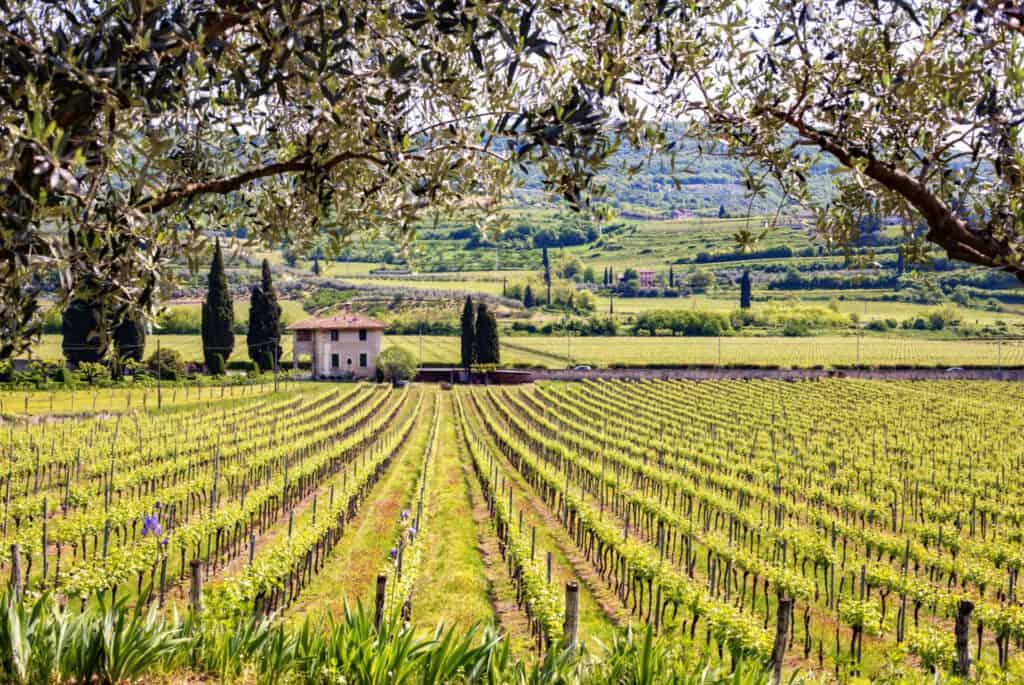 Visit the Vineyards Tuscany