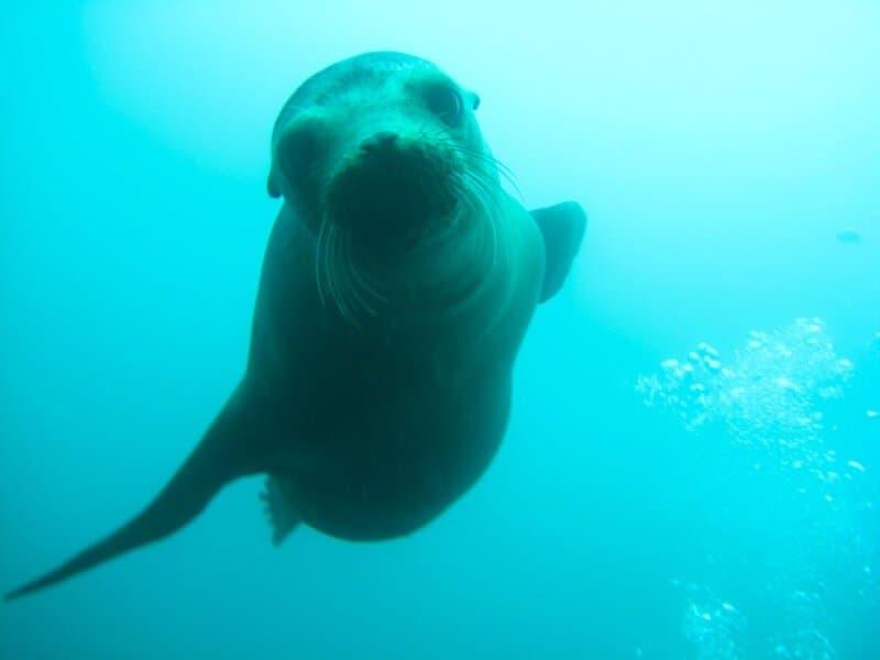 Sea lion came to say hello!