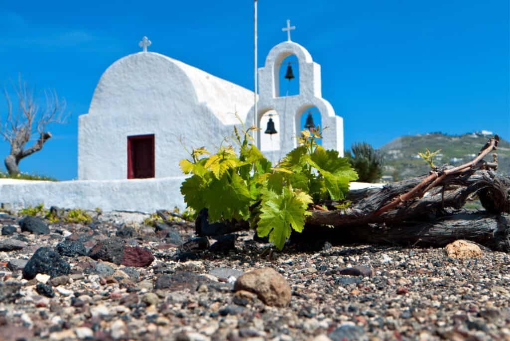 vineyard santorini