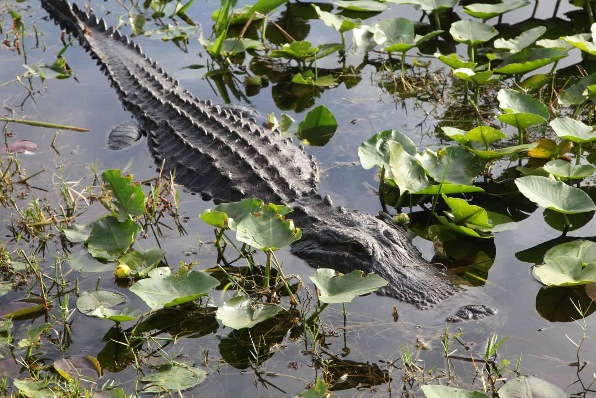 what to do in miami everglades