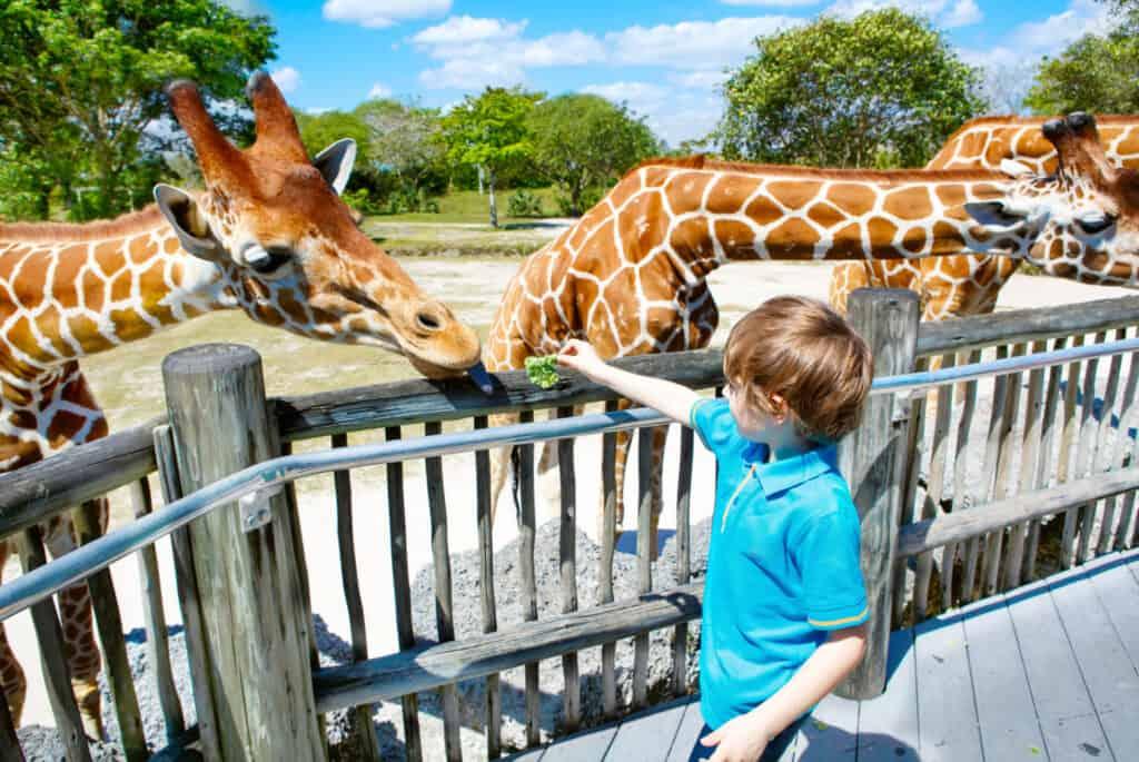 what to do in miami zoo giraffes