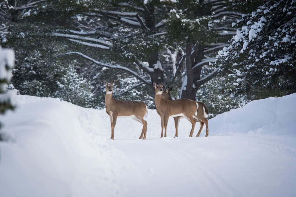Canada, Quebec, Authentic, Mauricie, Lanaudière