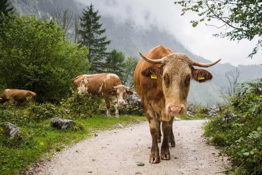 Germany, Bavaria, Berchtesgaden, EnjoyGermanNature,