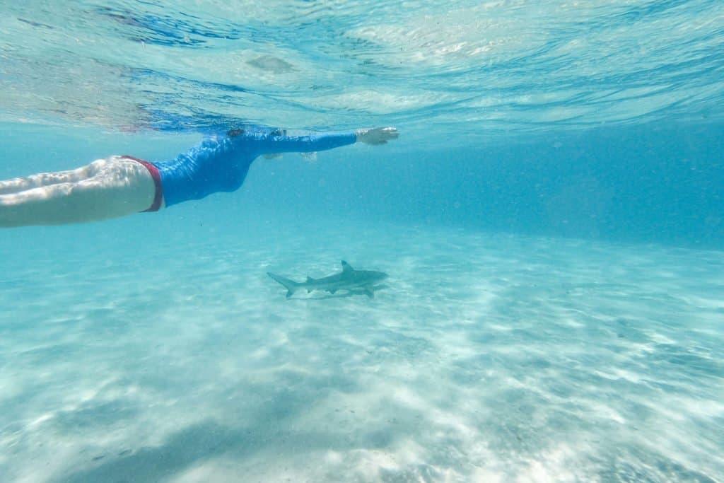 Polynesia, Moorea, cruise, diving, shark