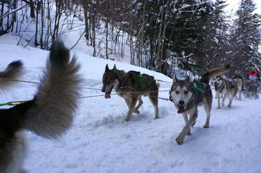 The Great Odyssey, dogs